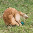 Golden Retriever, Yoga, Übung 1