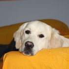 Golden Retriever1