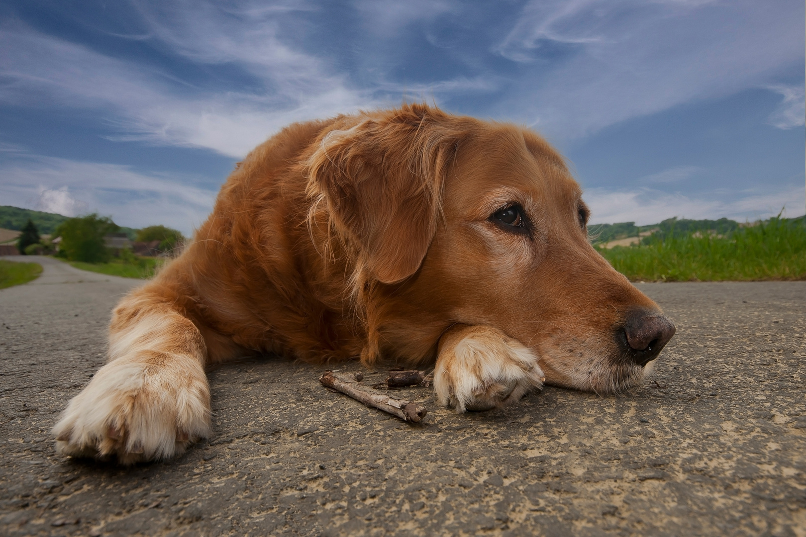 Golden- Retriever2