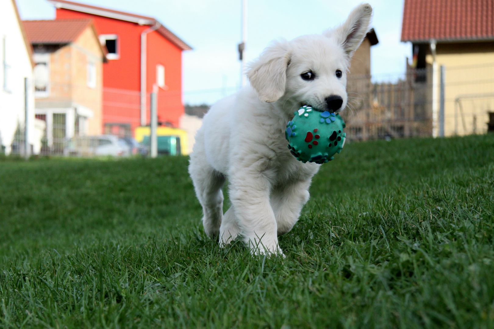 Golden Retriever4