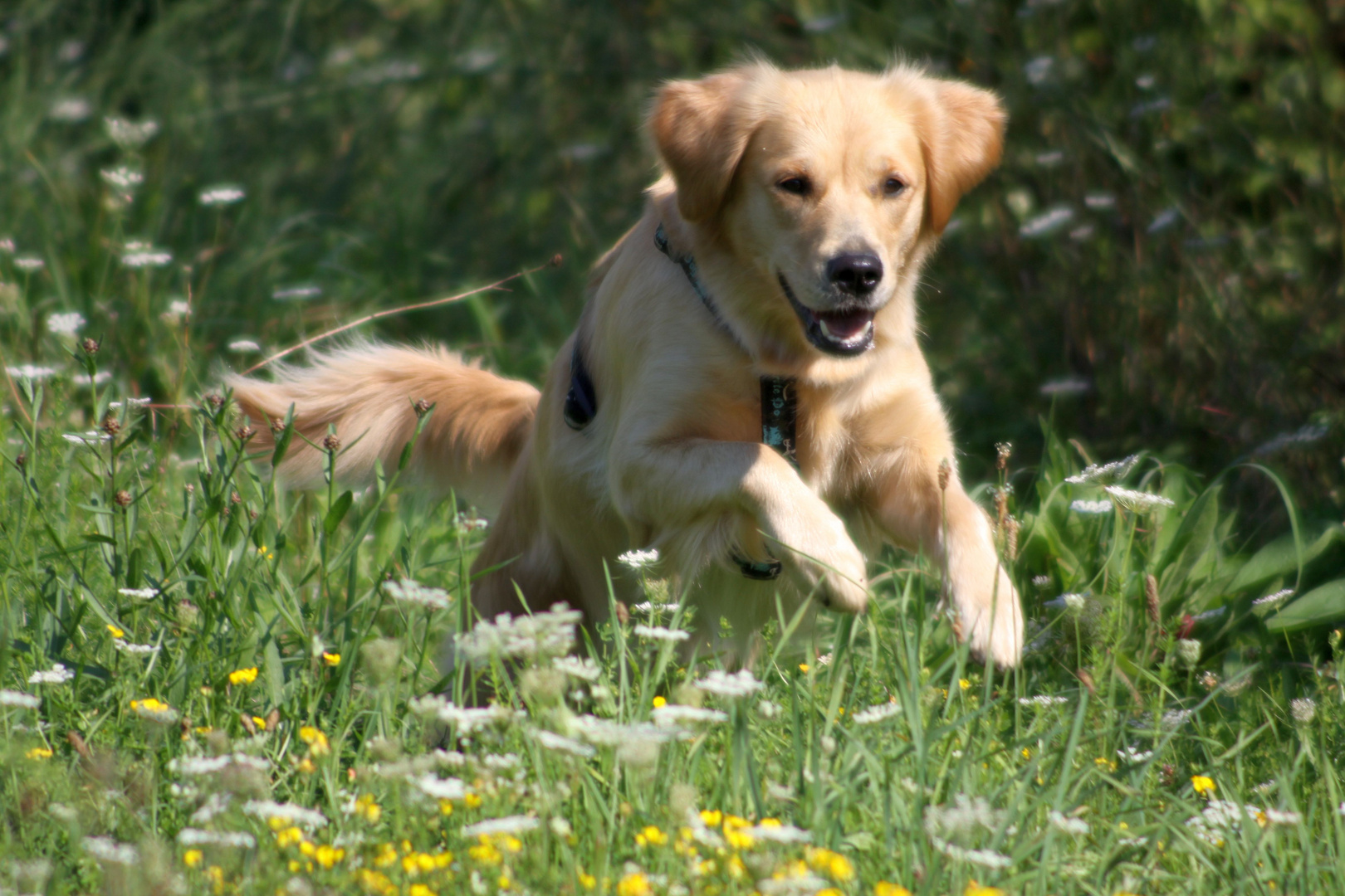 Golden Retrieverhündin 2 Jahre alt.