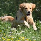 Golden Retrieverhündin 2 Jahre alt.