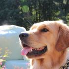 Golden Retriver 1