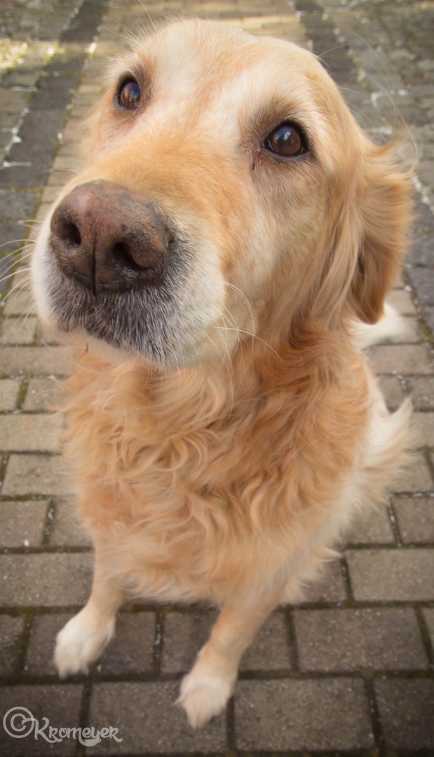 Golden Retriver