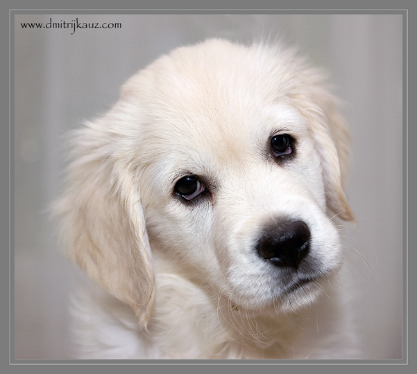 Golden Retriver