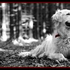 Golden Retriver beim Fotoshooting im Wald