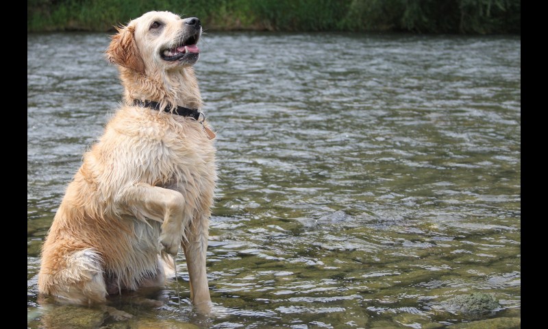 Golden Retriver