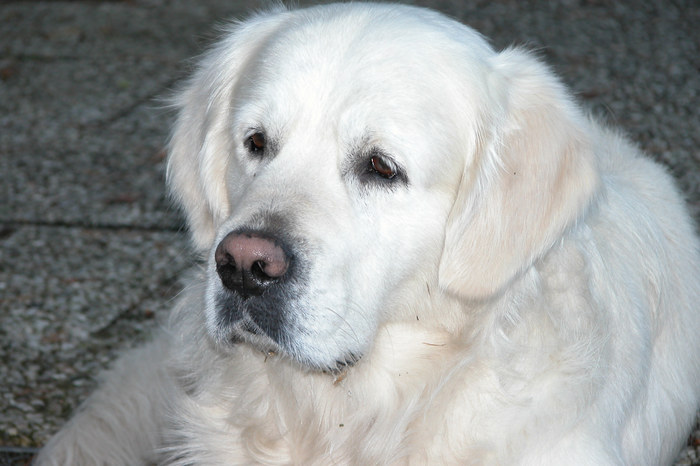 Golden Retriver