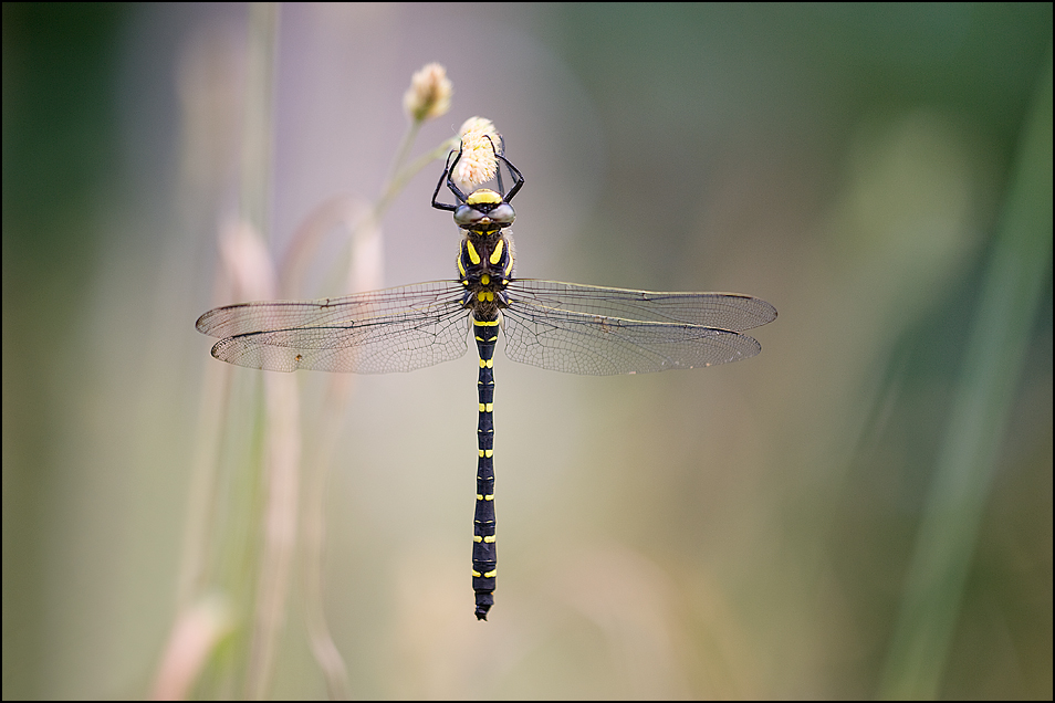 Golden-ringed Dragonfly