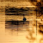 Golden River Swans