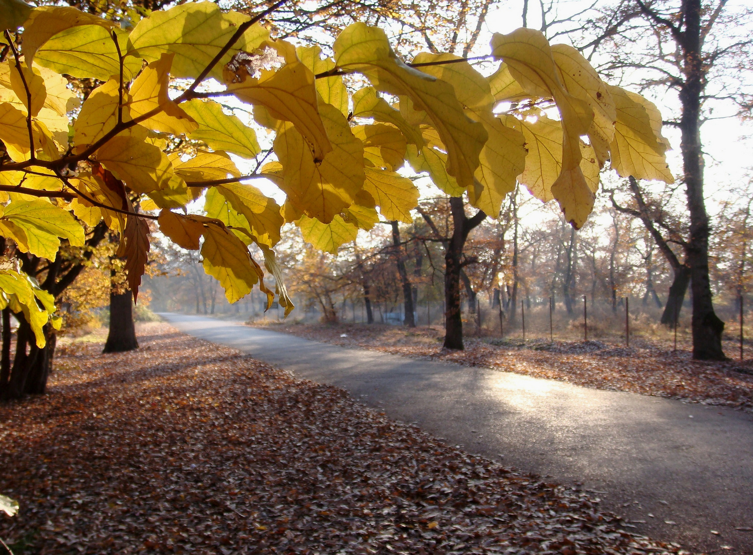 Golden Road