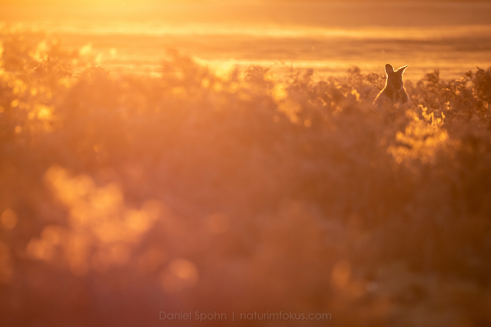 golden roo