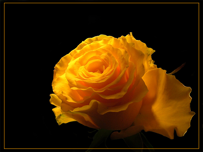 Golden Rose