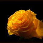 Golden Rose