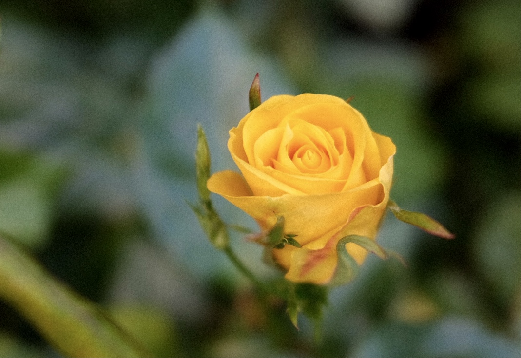 golden rose