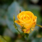 golden rose