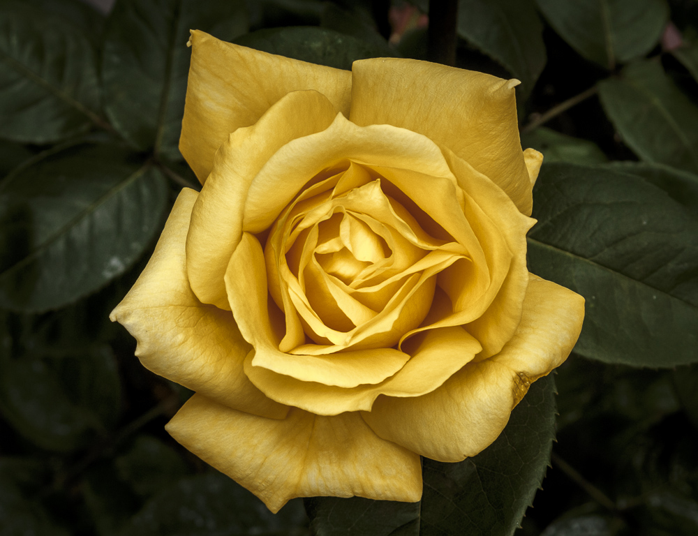 Golden Rose