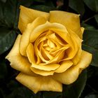 Golden Rose