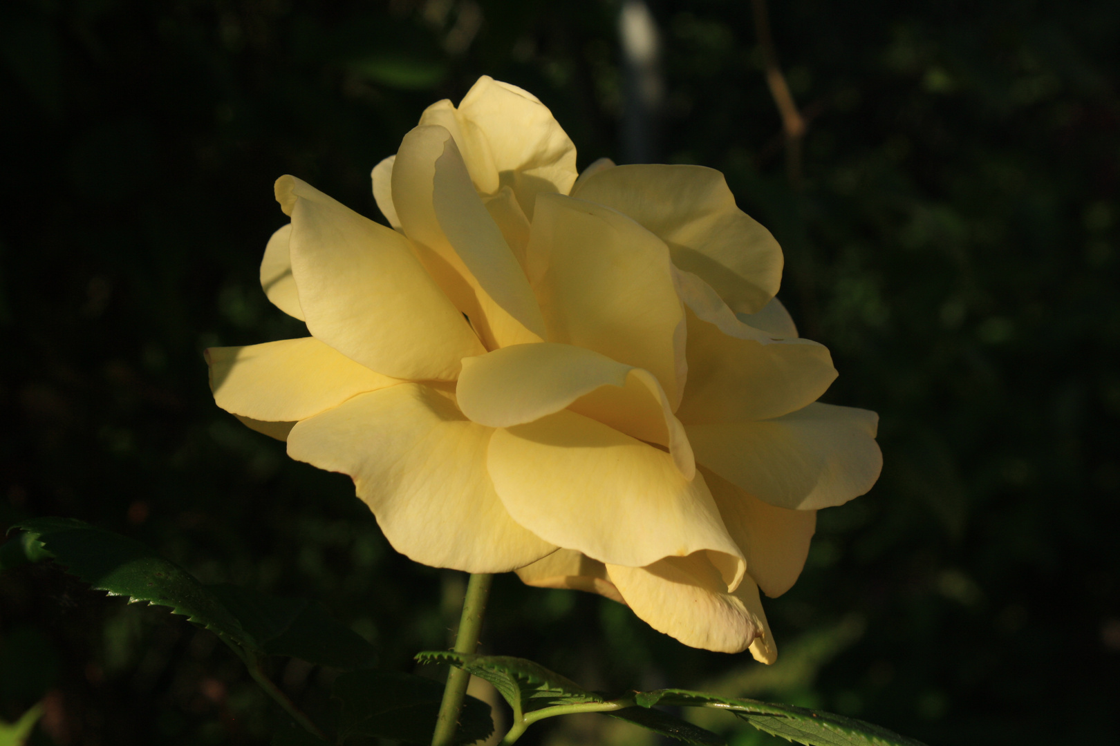 Golden Rose Light