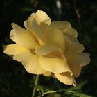 Golden Rose Light