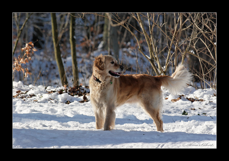 Golden Schneetriever