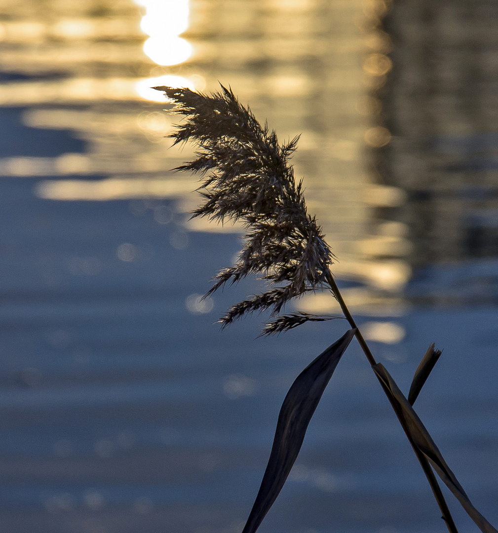 golden sea...