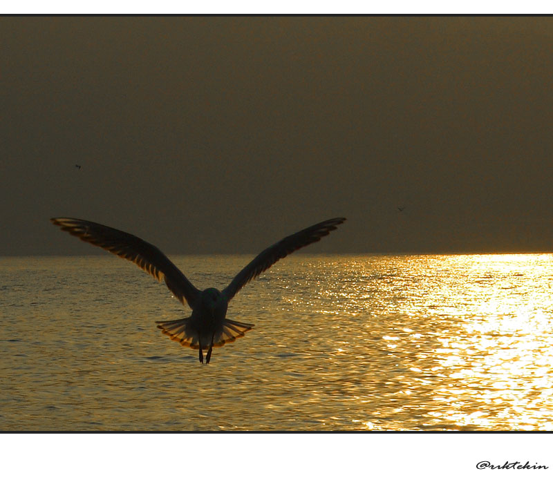 GOLDEN SEAGUL