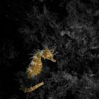 Golden Seahorse