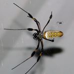 Golden silk orb-weaver