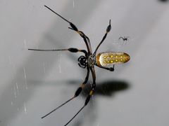 Golden silk orb-weaver