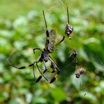 Golden silk orb-weaver II