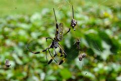 Golden silk orb-weaver II