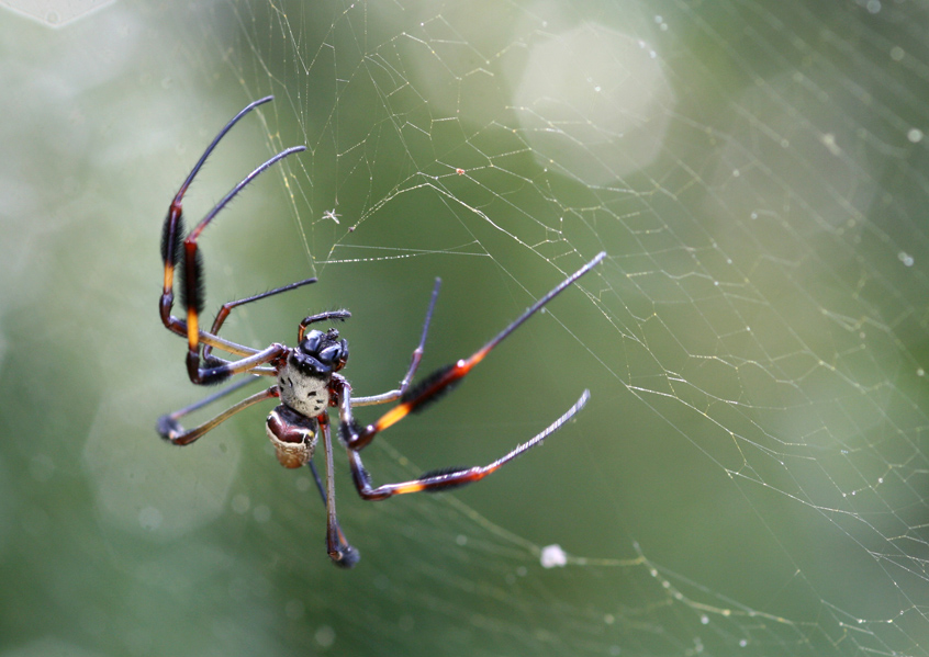 Golden Silk Spider