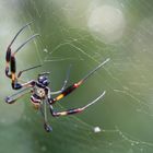 Golden Silk Spider