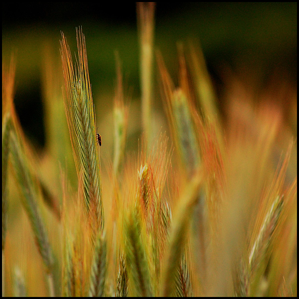 Golden spikelet