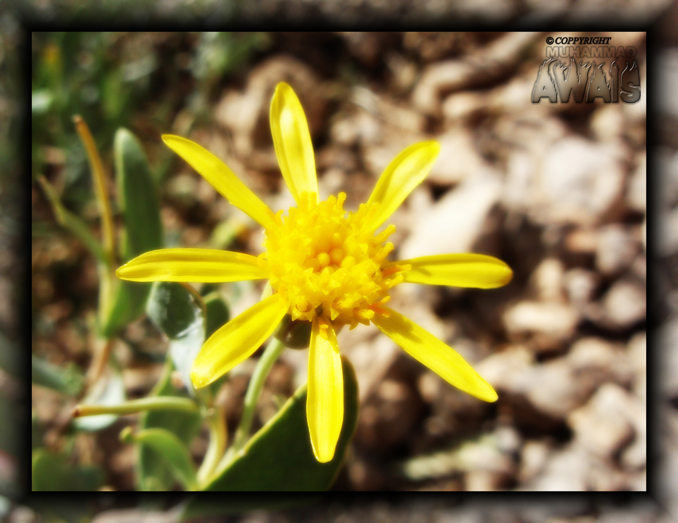 Golden star flower