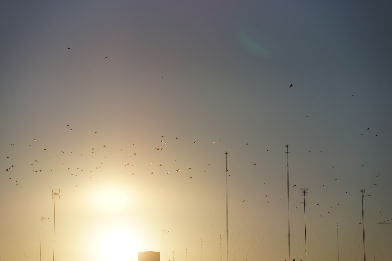 Golden Starlings Estorninos dorados