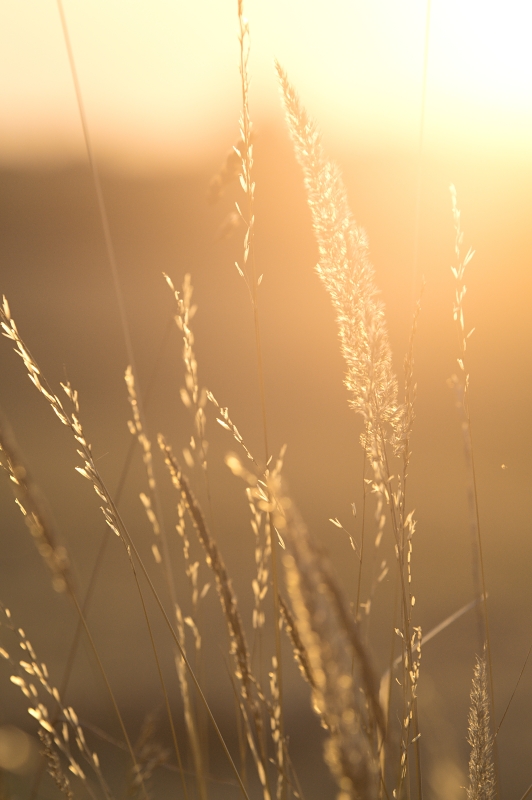 Golden Summer