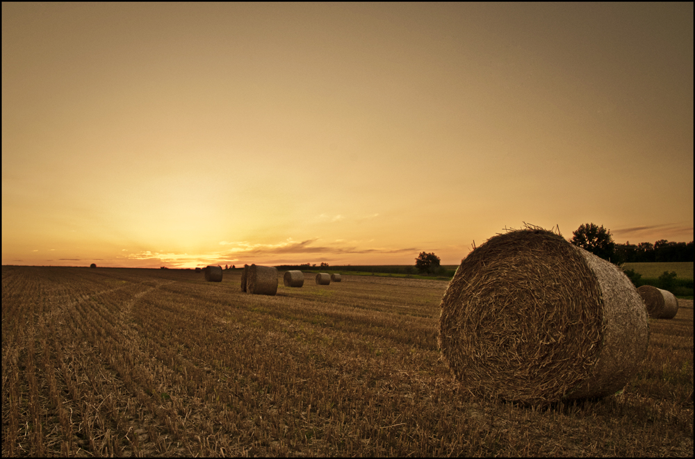 Golden Summer