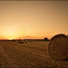 Golden Summer