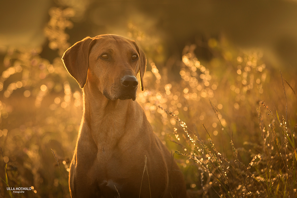 ...golden summer...