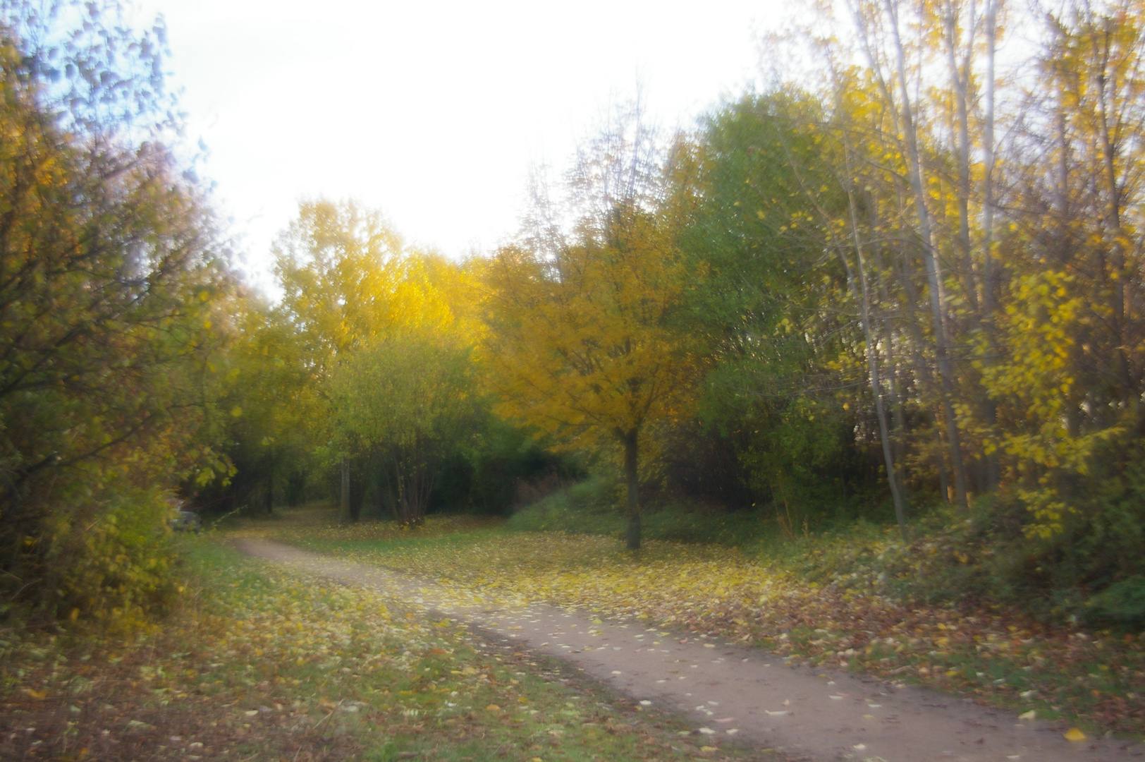 golden Summer in Barleben