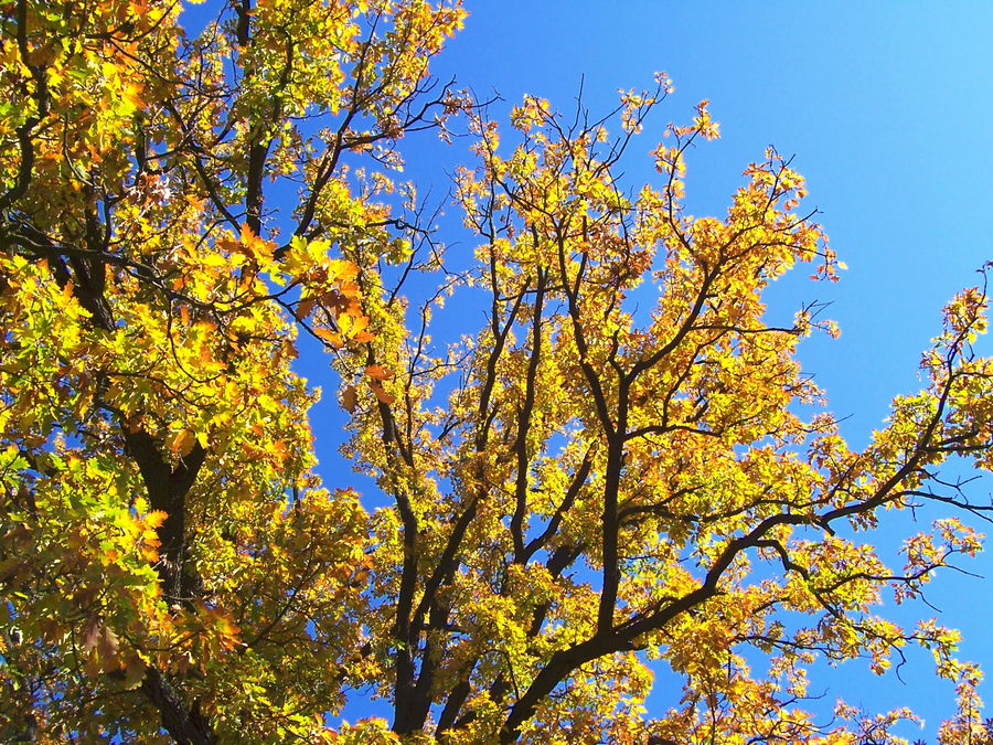 Golden Summer in Weißwasser