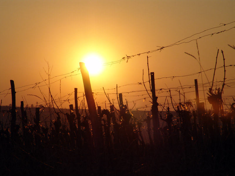 golden Sundown