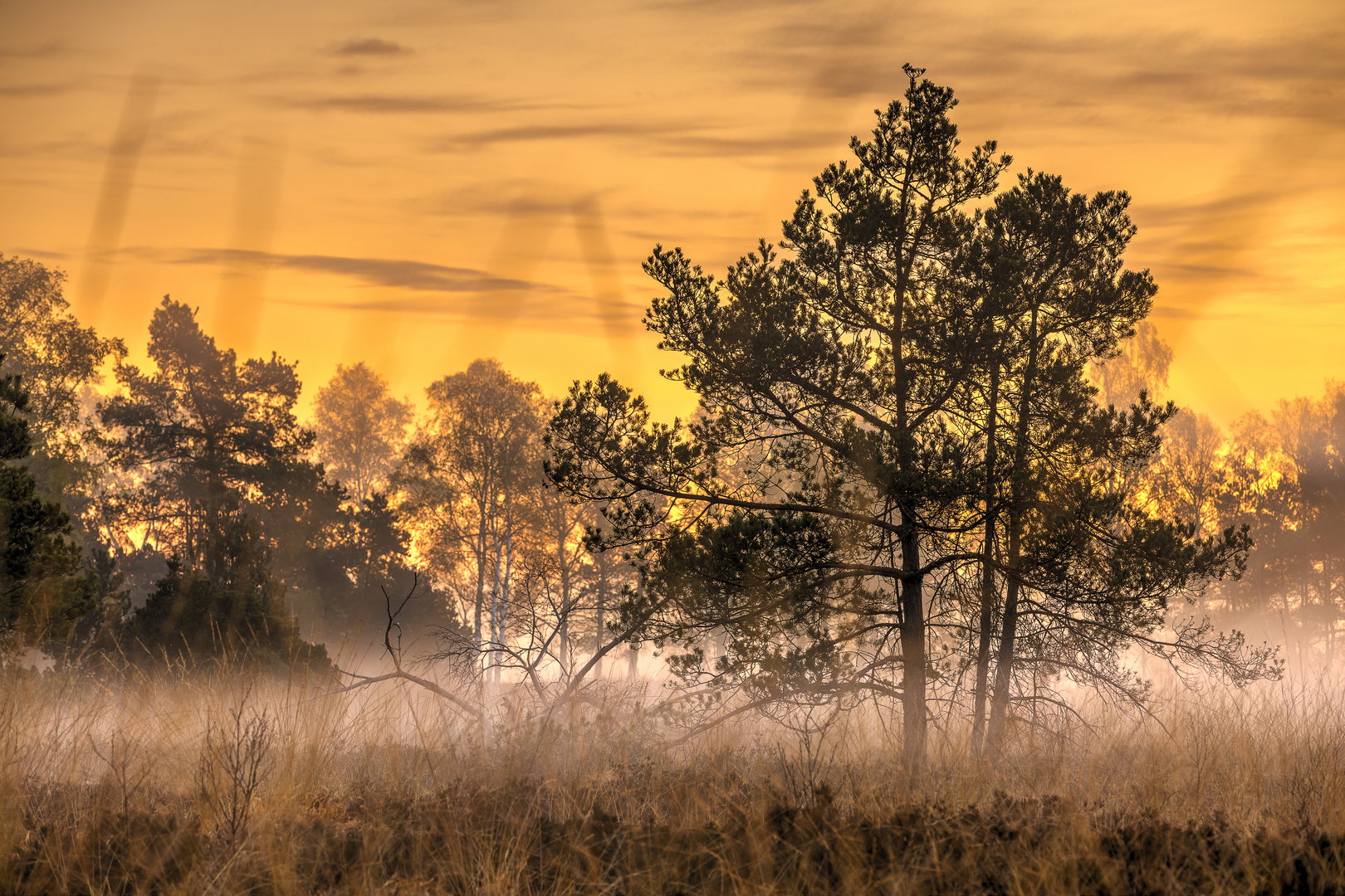 Golden Sunrise