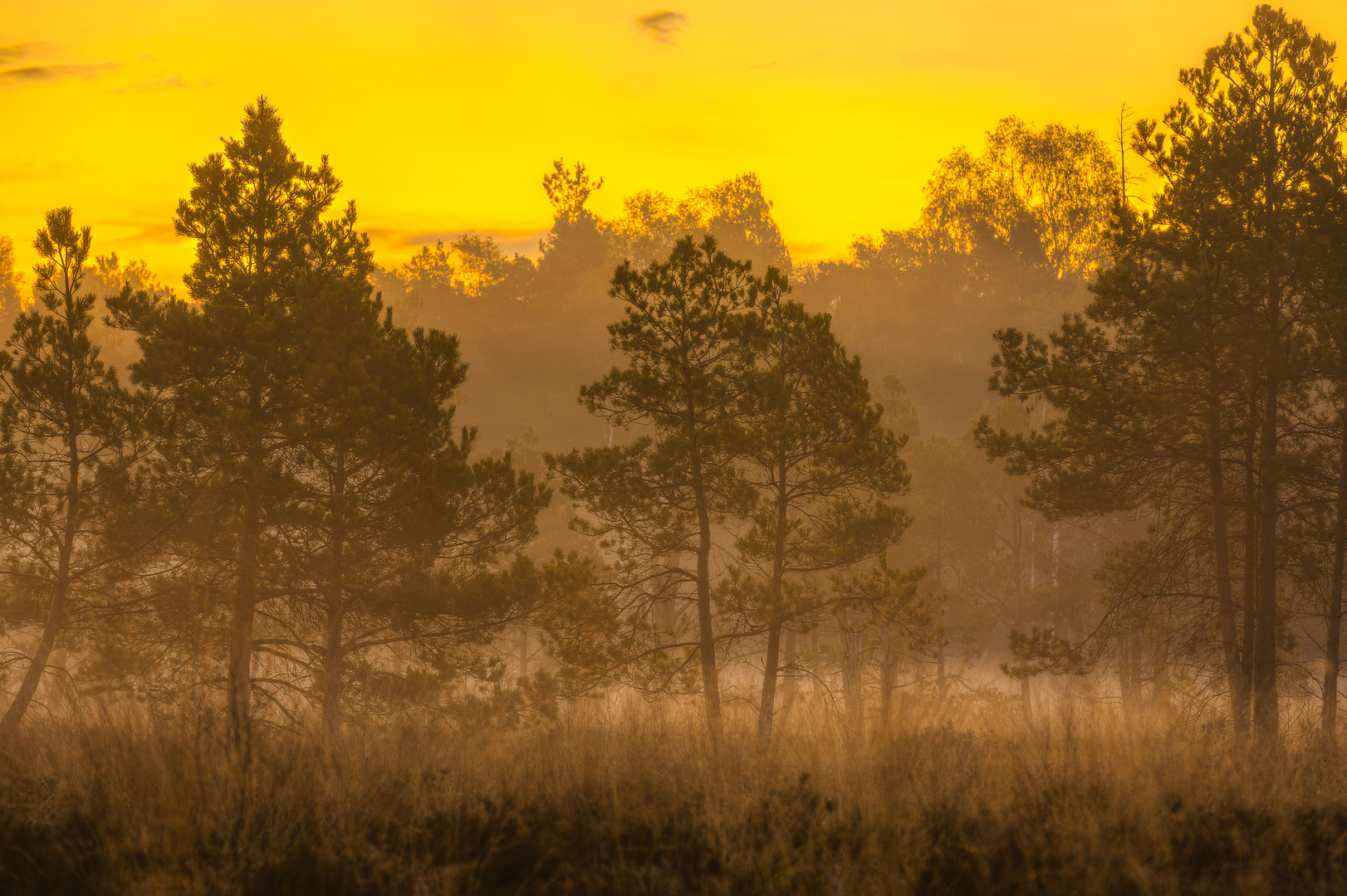 Golden Sunrise