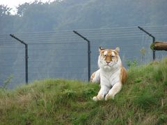 Golden Tabby