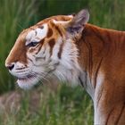 *** Golden Tabby Tiger (1) ***