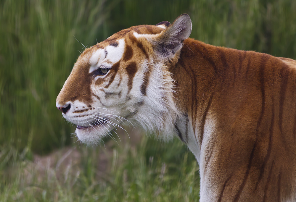 *** Golden Tabby Tiger (1) ***