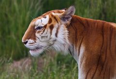 *** Golden Tabby Tiger (1) ***